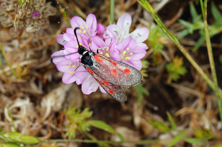 Zygaena corsica?